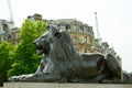 London, UK, July 2019. One of the four famous lions in Trafalgar Square, surrounding Nelson`s Column.